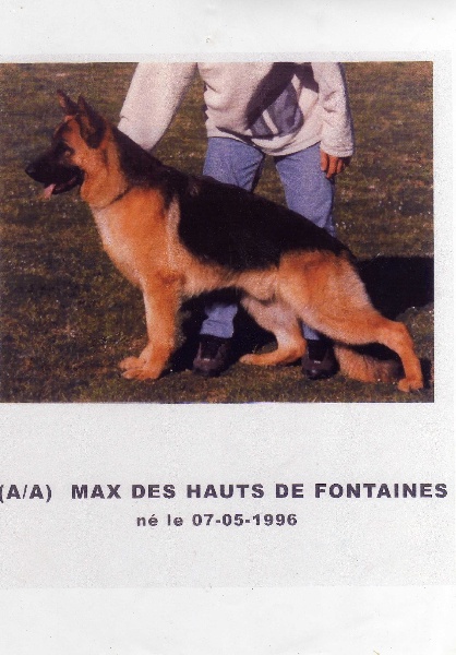 Nos chiens