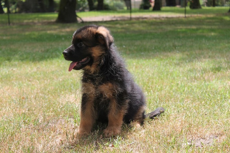 NOS CHIOTS